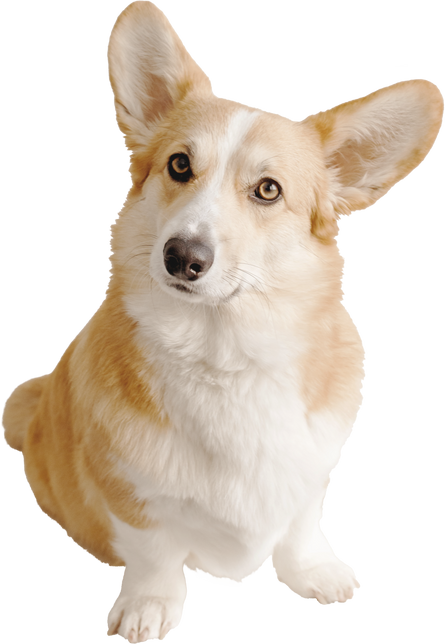 Corgi Dog Cutout